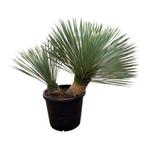 Meerstammige Yucca rostrata, ruime keuze snel thuisbezorgd., Vaste plant, Ophalen of Verzenden