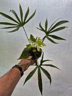 Anthurium Pedatoradiatum Fingers p12 (3), Ophalen of Verzenden, Halfschaduw, Minder dan 100 cm