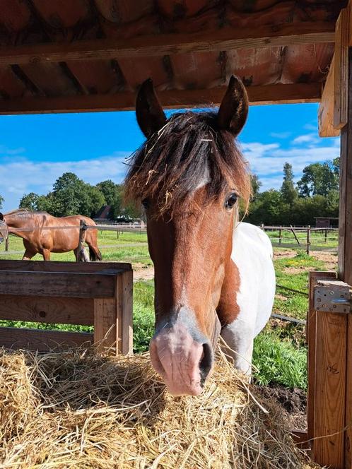 Bonte 3 jarige ruin, Dieren en Toebehoren, Pony's, Ruin, E pony (1.48m - 1.57m), Recreatiepony, 3 tot 6 jaar, Gechipt, Ontwormd