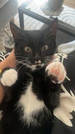 Kitten, 0 tot 2 jaar