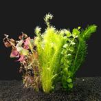 GEZOCHT: plantjes, algeneters en slakken, Dieren en Toebehoren, Vissen | Aquaria en Toebehoren, Ophalen, Nieuw, Plant(en), Steen of Hout