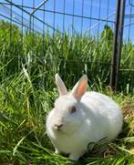 Mira zoekt een huisje! (voedster gevaccineerd), Dieren en Toebehoren, Konijnen, Vrouwelijk, Klein, 0 tot 2 jaar