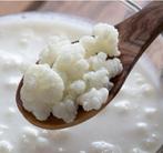 Verse Kefir korrels - biologisch probiotica yoghurtplantje, Nieuw, Ophalen