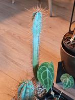 Cereus forbesii cactus, Ophalen of Verzenden, Overige soorten, Minder dan 100 cm