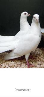 Pauwstaart duiven, Dieren en Toebehoren, Vogels | Duiven, Meerdere dieren, Overige soorten