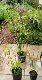 3 stuks Paraplu planten, Ophalen, Halfschaduw, Minder dan 100 cm