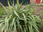 Twee Yucca's, Tuin en Terras, Ophalen, Zomer, Overige soorten, Volle zon