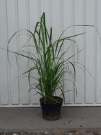 siergras Calamagrostis, Ophalen, Zomer, Vaste plant, Siergrassen