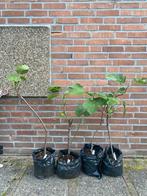 Vijgenboom, Ophalen, Minder dan 100 cm, Volle zon, Vijgenboom