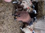 Zwarte ram, Dieren en Toebehoren, Schapen, Geiten en Varkens, Mannelijk, Schaap, 0 tot 2 jaar