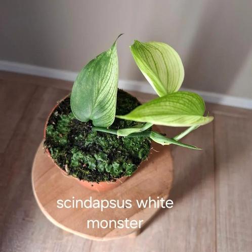 Scindapsus White Monster, Huis en Inrichting, Kamerplanten, Ophalen of Verzenden