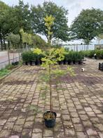 Jonge Douglas boom in pot, Bloeit niet, Overige soorten, 100 tot 250 cm, Ophalen