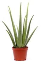 Aloe Vera, Minder dan 100 cm, Halfschaduw, Verzenden