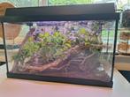 Terrarium met Lamachodes sp bokor, Dieren en Toebehoren, Insecten en Spinnen, Wandelende tak