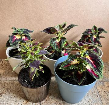 5 stuks Siernetel Coleus kamerplanten plant in pot beschikbaar voor biedingen