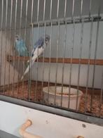 2 jonge grasparkieten, Meerdere dieren, Parkiet, Tam