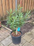Oleander plant, Ophalen, Overige soorten, Volle zon