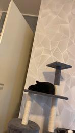 Kitten, mannetje 5 maanden, Dieren en Toebehoren, Katten en Kittens | Overige Katten, Kater