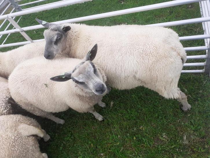 Bleu du maine rammen 50% raszuiver 2025, Dieren en Toebehoren, Schapen, Geiten en Varkens, Schaap, Mannelijk, 0 tot 2 jaar