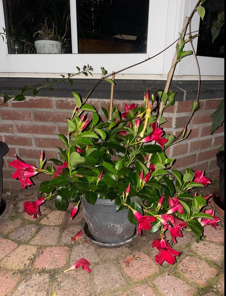 Dipladenia, Mandevilla 'SUNDAVILLE Red' – rood, Tuin en Terras, Planten | Tuinplanten, Vaste plant, Klimplanten, Volle zon, Zomer
