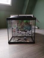 aquarium, Dieren en Toebehoren, Vis