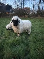 Walliser schwarznase ooi, Dieren en Toebehoren, Vrouwelijk, Schaap