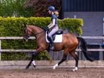 Stoere 5 jarige merrie met talent, Merrie, Minder dan 160 cm, B, Gechipt
