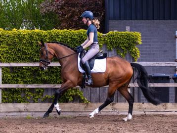 Stoere 5 jarige merrie met talent beschikbaar voor biedingen