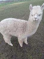 Alpaca hengstje