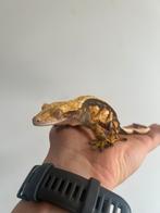 Tricolor Wimpergekko vrouw, Dieren en Toebehoren, Reptielen en Amfibieën, Hagedis, 3 tot 6 jaar