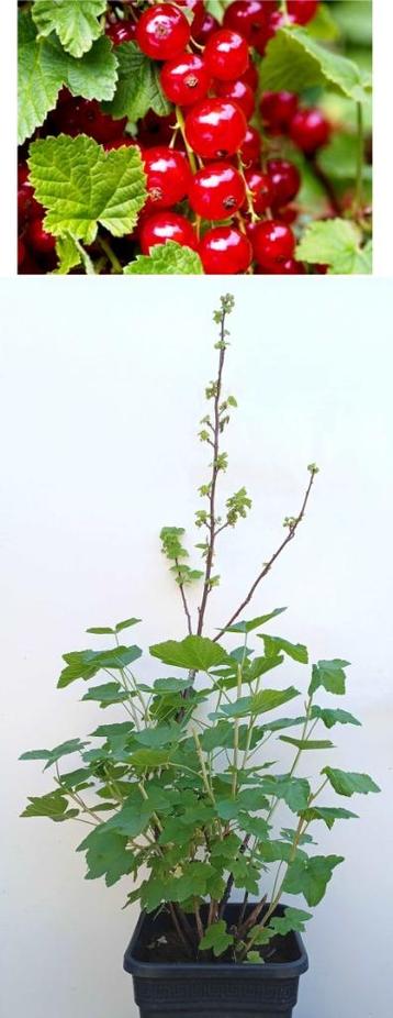 Aalbes- Rode Bes- Ribes Rubrum- 1 mtr H. beschikbaar voor biedingen