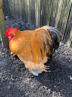 Cohin kriel trio, Dieren en Toebehoren, Pluimvee, Meerdere dieren, Kip