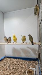 Te koop 2-1 kanaries, Dieren en Toebehoren, Meerdere dieren, Kleurkanarie