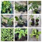 Mossruinplanten groentenplanten, Tuin en Terras, Zomer, Ophalen, Groenteplanten, Eenjarig