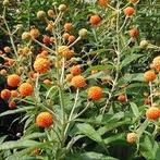 Buddleja 'Globosa' Vlinderstruik☘️🦋, Ophalen, Zomer, Overige soorten, Volle zon