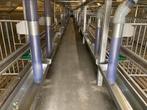 Inrichting kalverstal Rvs hekken en trog, roosters kalverhok, Opfok