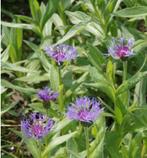 Zaden van de Centaurea Montana, vaste korenbloem ., Ophalen of Verzenden, Voorjaar, Volle zon, Zaad
