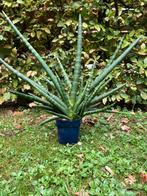 Sansevieria, skyline, makkelijke plant, Huis en Inrichting, Ophalen, Overige soorten, Minder dan 100 cm, Volle zon