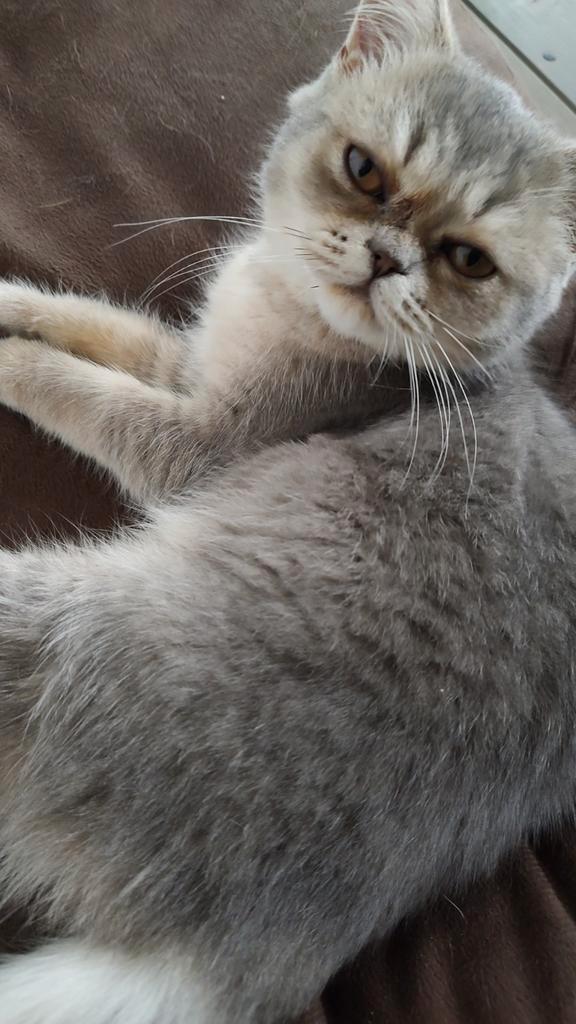 Knap raszuiver Brits poesje, Dieren en Toebehoren, Katten en Kittens | Raskatten | Korthaar, Poes, Gechipt, Ontwormd