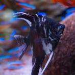 Pterophyllum scalare, Vis