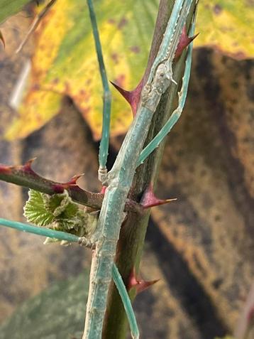 Blauwe wandelende tak. Medauroidea extradentata “Blue” beschikbaar voor biedingen