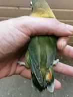 Prachtige piep jonge agapornis personata turquoise, Dieren en Toebehoren, Vogels | Parkieten en Papegaaien, Meerdere dieren, Dwergpapegaai of Agapornis