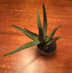 Aloë Vera plant, Ophalen, Overige soorten, Minder dan 100 cm