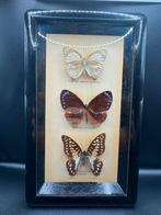 Vintage vlinderlijst met 3 vlinders, Ophalen of Verzenden, Gebruikt, Insect, Overige typen
