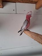 Split lutino Rosé, Mannelijk, Papegaai