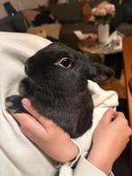 Zwart dwerg konijn mannetje, Dieren en Toebehoren, Konijnen, Mannelijk, Dwerg