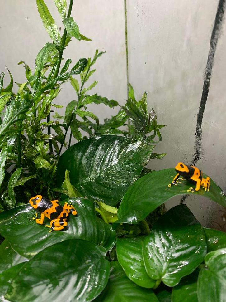 Dendrobates leucomelas