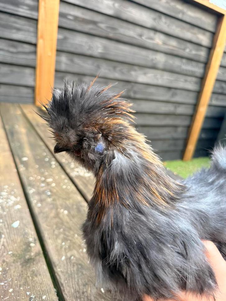 Lieve handtamme usa zijderhoen Haan (3.5mnd oud), Dieren en Toebehoren, Pluimvee, Kip, Mannelijk