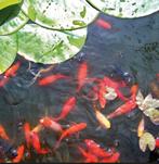 Goudvissen tekoop., Goudvis(sen)