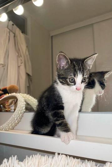 Kitten (poes) beschikbaar voor biedingen